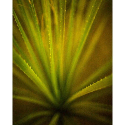 California Monocot Gold Ornate Wood Framed Art Print with Double Matting by France, Todd