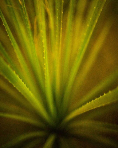 California Monocot White Modern Wood Framed Art Print with Double Matting by France, Todd
