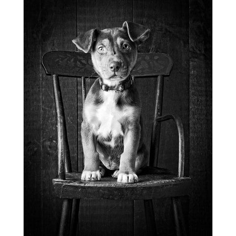 Mutt Black and White Black Modern Wood Framed Art Print with Double Matting by Fielding, Edward M.