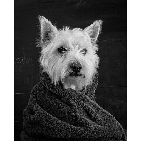 Portrait of a Westy Dog Black Modern Wood Framed Art Print with Double Matting by Fielding, Edward M.