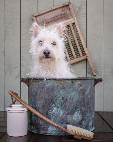 Washing the Dog White Modern Wood Framed Art Print with Double Matting by Fielding, Edward M.