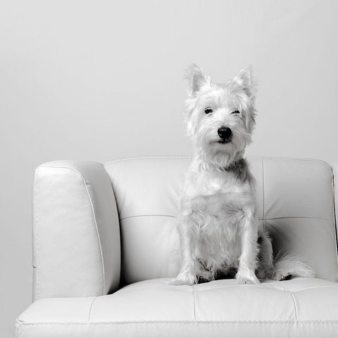 White on White Black Modern Wood Framed Art Print by Fielding, Edward M.