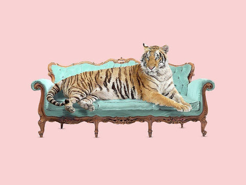 Lazy Tiger White Modern Wood Framed Art Print with Double Matting by Farkas, Robert