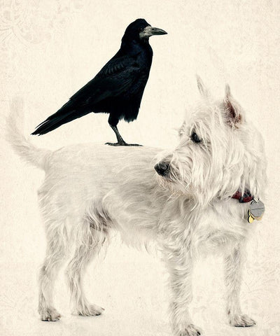 The Hitchhiker White Modern Wood Framed Art Print with Double Matting by Fielding, Edward M.