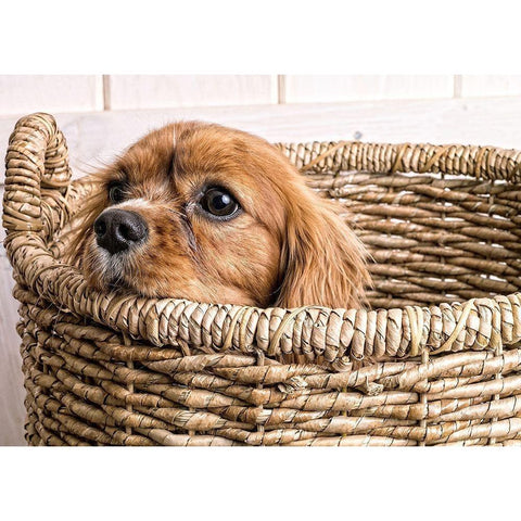 Puppy in a Laundry Basket Black Modern Wood Framed Art Print by Fielding, Edward M.