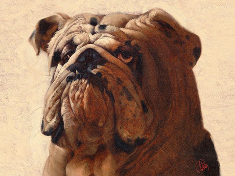 Bulldog White Modern Wood Framed Art Print with Double Matting by Fluharty, Thomas