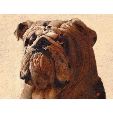 Bulldog White Modern Wood Framed Art Print by Fluharty, Thomas