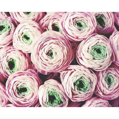 Bundle of Sweetness Black Modern Wood Framed Art Print with Double Matting by Grainne, Lupen