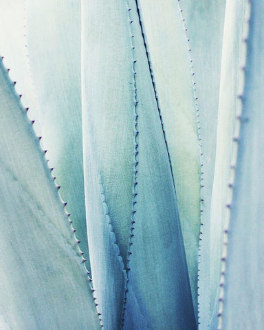 Pale Blue Agave No. 1 White Modern Wood Framed Art Print with Double Matting by Grainne, Lupen