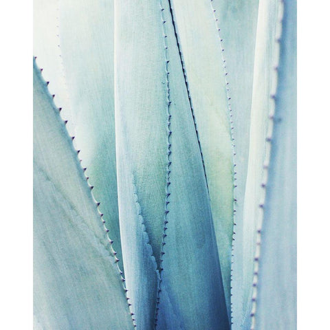 Pale Blue Agave No. 1 White Modern Wood Framed Art Print by Grainne, Lupen