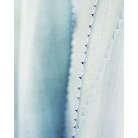 Pale Blue Agave No. 2 Black Modern Wood Framed Art Print with Double Matting by Grainne, Lupen