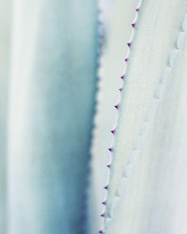 Pale Blue Agave No. 2 Black Ornate Wood Framed Art Print with Double Matting by Grainne, Lupen