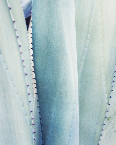 Pale Blue Agave No. 3 White Modern Wood Framed Art Print with Double Matting by Grainne, Lupen