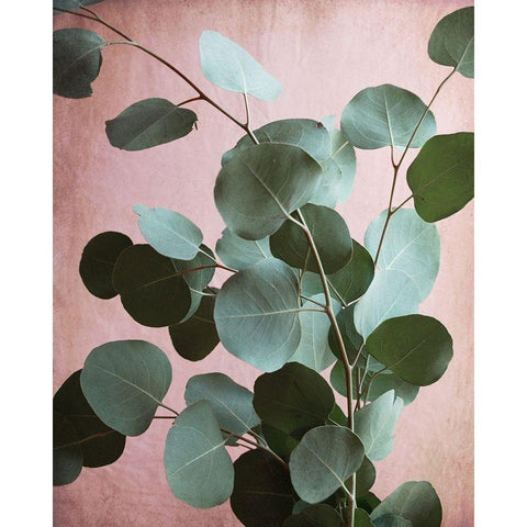 Sage Eucalyptus No. 1 White Modern Wood Framed Art Print by Grainne, Lupen