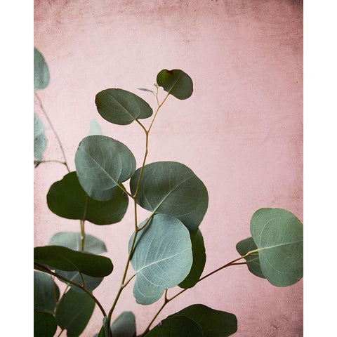 Sage Eucalyptus No. 2 Gold Ornate Wood Framed Art Print with Double Matting by Grainne, Lupen