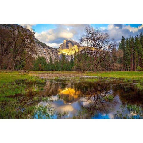 A Mothers Tree Black Modern Wood Framed Art Print with Double Matting by Gordon, Dave