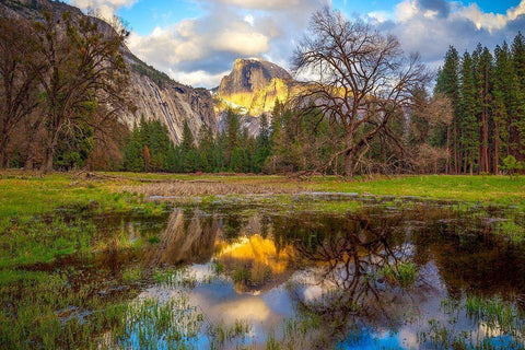 A Mothers Tree White Modern Wood Framed Art Print with Double Matting by Gordon, Dave