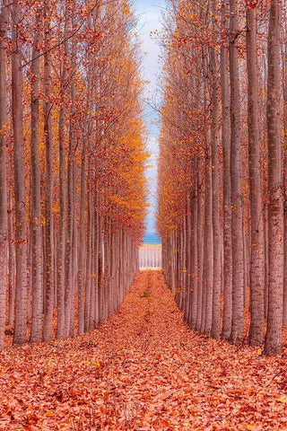 Tree Farm White Modern Wood Framed Art Print with Double Matting by Getty, Bruce