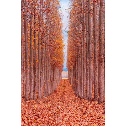 Tree Farm Black Modern Wood Framed Art Print by Getty, Bruce