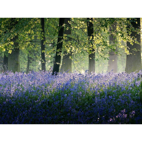 Last of The Bluebells Gold Ornate Wood Framed Art Print with Double Matting by Goncalves, Adelino