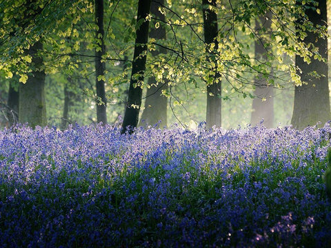 Last of The Bluebells White Modern Wood Framed Art Print with Double Matting by Goncalves, Adelino