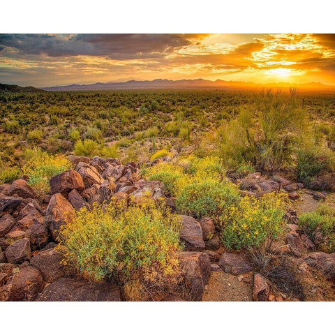 Brittlebush Sunset Black Modern Wood Framed Art Print with Double Matting by Gavrilis, John
