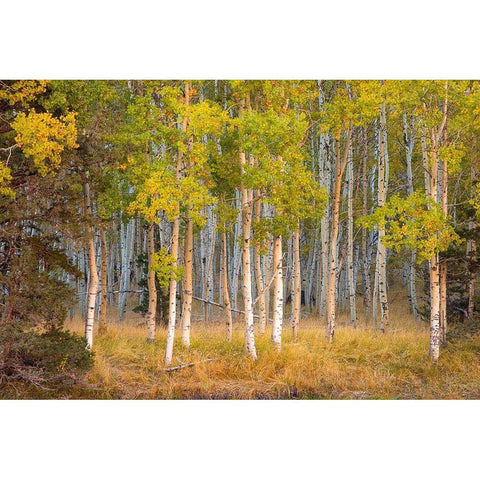 June Lake Aspen Gold Ornate Wood Framed Art Print with Double Matting by Gavrilis, John
