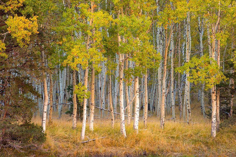 June Lake Aspen Black Ornate Wood Framed Art Print with Double Matting by Gavrilis, John
