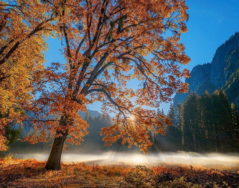 Autumn Oak Sunrise And Fog Black Ornate Wood Framed Art Print with Double Matting by Gavrilis, John