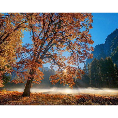 Autumn Oak Sunrise And Fog Black Modern Wood Framed Art Print by Gavrilis, John