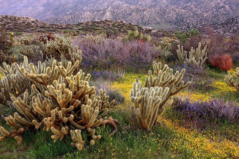 Desert Cactus and Wildflowers Black Ornate Wood Framed Art Print with Double Matting by Gavrilis, John