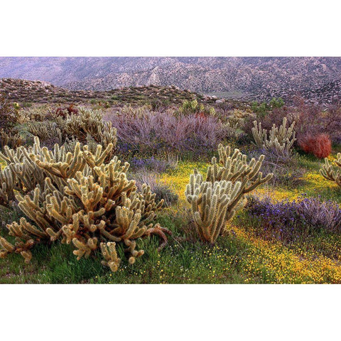 Desert Cactus and Wildflowers White Modern Wood Framed Art Print by Gavrilis, John