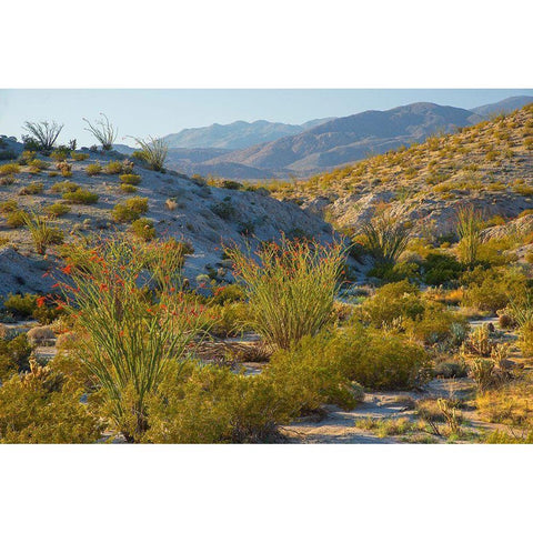 Desert Ocotillo Landscape Black Modern Wood Framed Art Print with Double Matting by Gavrilis, John