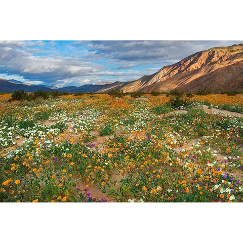 Desert Wildflowers in Henderson Canyon Gold Ornate Wood Framed Art Print with Double Matting by Gavrilis, John