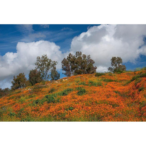 Poppies-Trees And Clouds Black Modern Wood Framed Art Print with Double Matting by Gavrilis, John