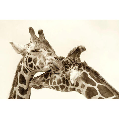 In Love White Modern Wood Framed Art Print by Grippo-Pike, Carrie Ann