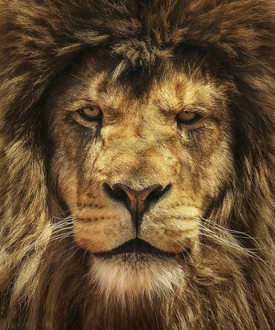 Lion King Black Ornate Wood Framed Art Print with Double Matting by Grippo-Pike, Carrie Ann