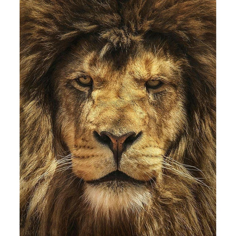 Lion King Gold Ornate Wood Framed Art Print with Double Matting by Grippo-Pike, Carrie Ann