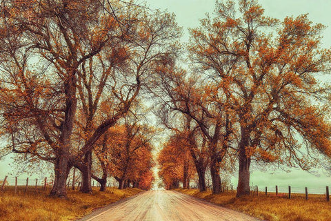 November Adventures Black Ornate Wood Framed Art Print with Double Matting by Grippo-Pike, Carrie Ann