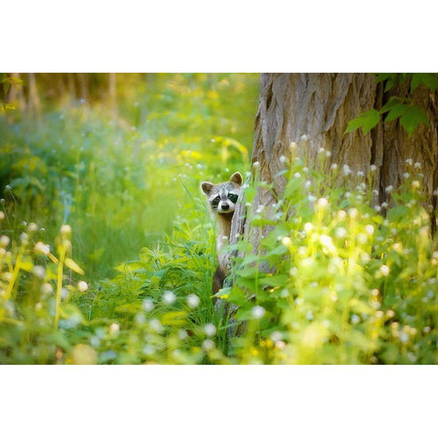 Peek A Boo Black Modern Wood Framed Art Print with Double Matting by Grippo-Pike, Carrie Ann