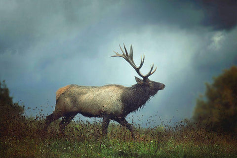 The Elk Black Ornate Wood Framed Art Print with Double Matting by Grippo-Pike, Carrie Ann