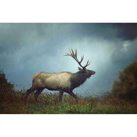 The Elk Black Modern Wood Framed Art Print by Grippo-Pike, Carrie Ann