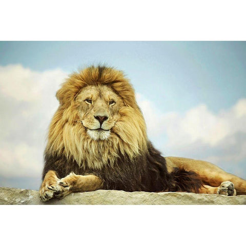 The King Black Modern Wood Framed Art Print with Double Matting by Grippo-Pike, Carrie Ann