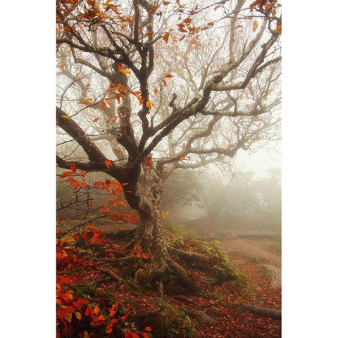 Tree of Seasons Gold Ornate Wood Framed Art Print with Double Matting by Grippo-Pike, Carrie Ann