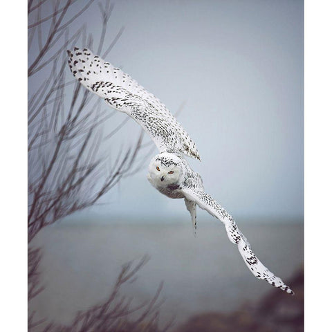 Snowy Owl In Flight Black Modern Wood Framed Art Print by Grippo-Pike, Carrie Ann