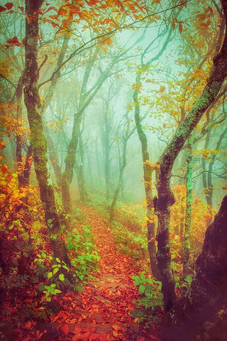 Fairytale Fall Pathway Black Ornate Wood Framed Art Print with Double Matting by Grippo-Pike, Carrie Ann