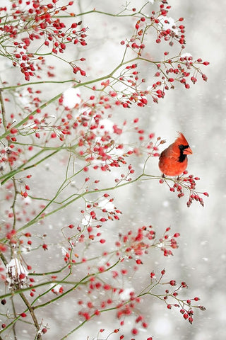 Red Cardinal in the Red Berries White Modern Wood Framed Art Print with Double Matting by Grippo-Pike, Carrie Ann