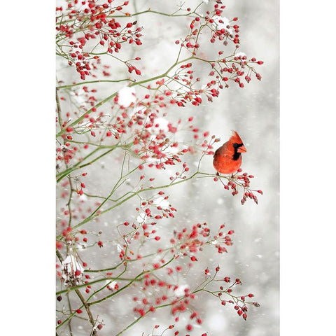 Red Cardinal in the Red Berries Gold Ornate Wood Framed Art Print with Double Matting by Grippo-Pike, Carrie Ann