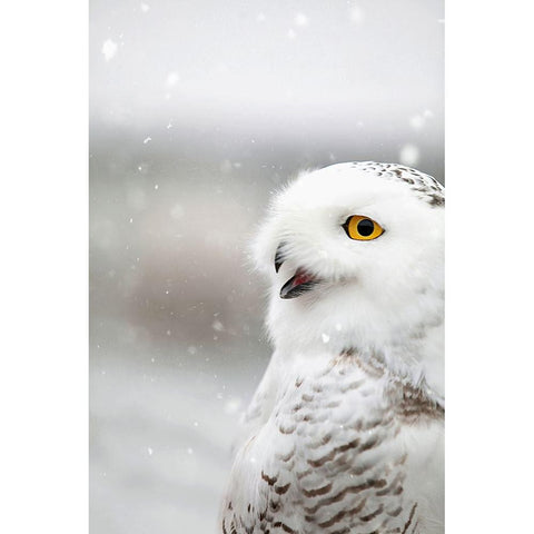 Snowy Owl in the Snow Black Modern Wood Framed Art Print by Grippo-Pike, Carrie Ann