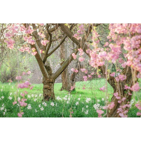 Springtime Fairytale Cherry Tree Black Modern Wood Framed Art Print with Double Matting by Grippo-Pike, Carrie Ann